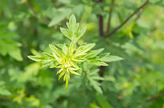 艾草杆子和艾草叶子哪个效果好-2