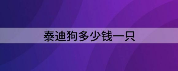 泰迪狗多少钱一只（辨别纯种泰迪5种小妙招）-1